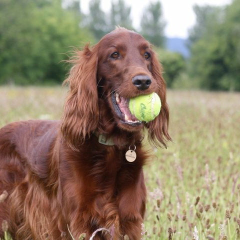 A day in the life of Rufus - the Red Setter who inspired a business.......